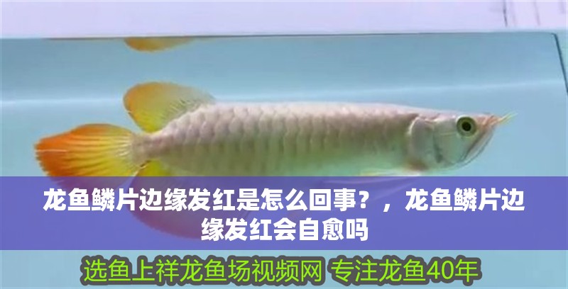 龍魚鱗片邊緣發紅是怎么回事？，龍魚鱗片邊緣發紅會自愈嗎