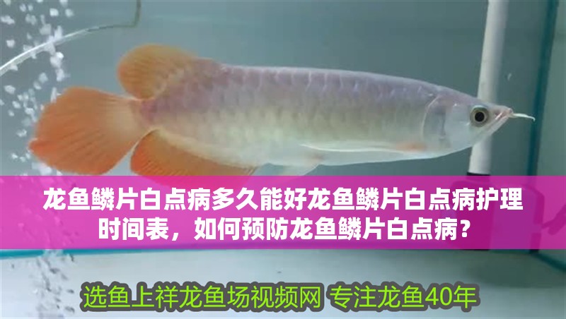 龍魚鱗片白點(diǎn)病多久能好龍魚鱗片白點(diǎn)病護(hù)理時(shí)間表，如何預(yù)防龍魚鱗片白點(diǎn)病？