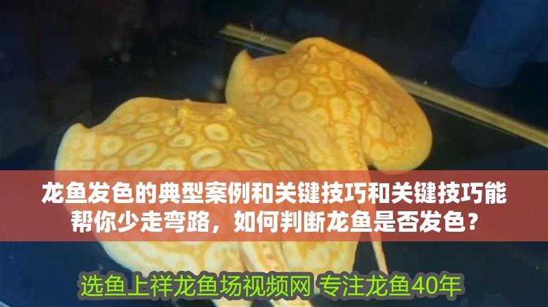 龍魚發色的典型案例和關鍵技巧和關鍵技巧能幫你少走彎路，如何判斷龍魚是否發色？