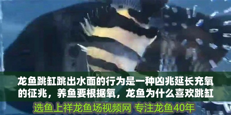 龍魚跳缸跳出水面的行為是一種兇兆延長充氧的征兆，養魚要根據氧，龍魚為什么喜歡跳缸