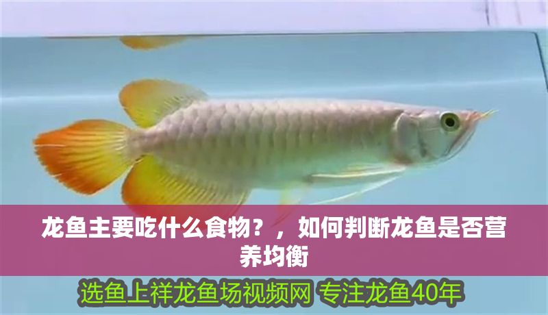 龍魚主要吃什么食物？，如何判斷龍魚是否營養均衡