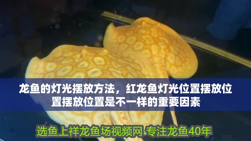 龍魚的燈光擺放方法，紅龍魚燈光位置擺放位置擺放位置是不一樣的重要因素