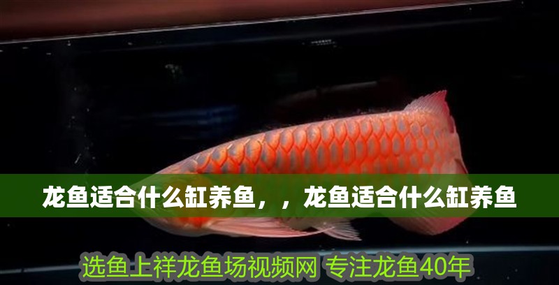 龍魚適合什么缸養(yǎng)魚，，龍魚適合什么缸養(yǎng)魚