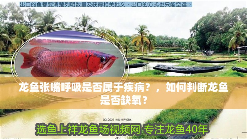 龍魚(yú)張嘴呼吸是否屬于疾??？，如何判斷龍魚(yú)是否缺氧？
