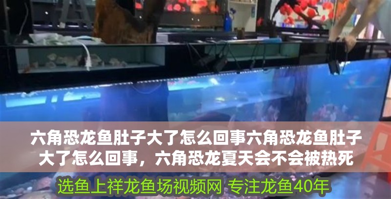 六角恐龍魚肚子大了怎么回事六角恐龍魚肚子大了怎么回事，六角恐龍夏天會不會被熱死