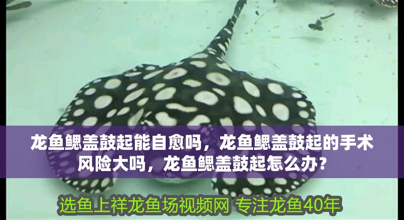 龍魚鰓蓋鼓起能自愈嗎，龍魚鰓蓋鼓起的手術風險大嗎，龍魚鰓蓋鼓起怎么辦？