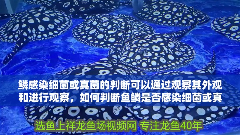 鱗感染細菌或真菌的判斷可以通過觀察其外觀和進行觀察，如何判斷魚鱗是否感染細菌或真菌