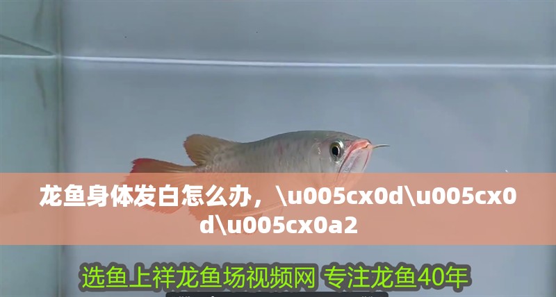 龍魚身體發白怎么辦，\u005cx0d\u005cx0d\u005cx0a2