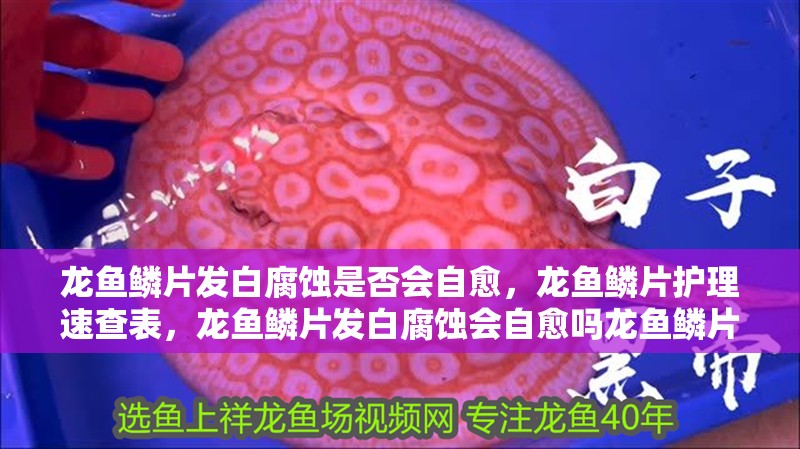 龍魚鱗片發白腐蝕是否會自愈，龍魚鱗片護理速查表，龍魚鱗片發白腐蝕會自愈嗎龍魚鱗片發白腐蝕多久會自愈