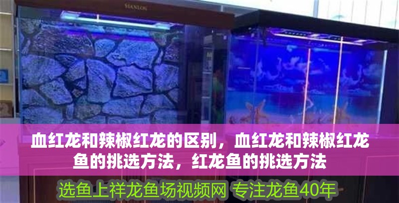 血紅龍和辣椒紅龍的區別，血紅龍和辣椒紅龍魚的挑選方法，紅龍魚的挑選方法