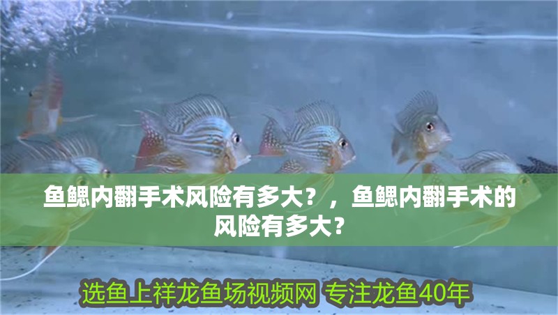 魚鰓內翻手術風險有多大？，魚鰓內翻手術的風險有多大？