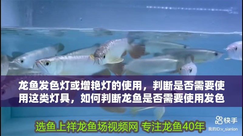 龍魚發(fā)色燈或增艷燈的使用，判斷是否需要使用這類燈具，如何判斷龍魚是否需要使用發(fā)色燈或增艷燈