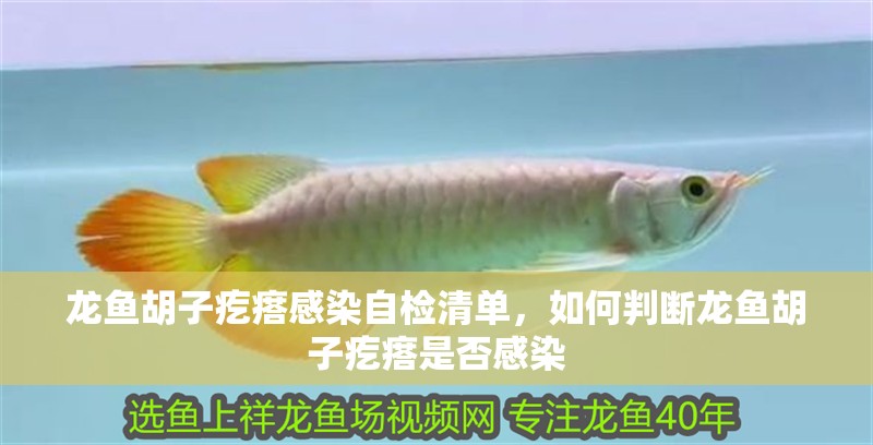 龍魚胡子疙瘩感染自檢清單，如何判斷龍魚胡子疙瘩是否感染
