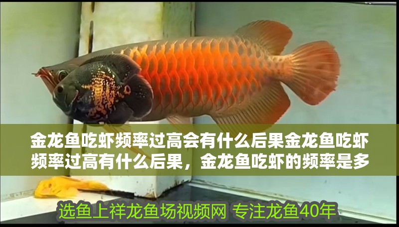 金龍魚吃蝦頻率過高會(huì)有什么后果金龍魚吃蝦頻率過高有什么后果，金龍魚吃蝦的頻率是多少