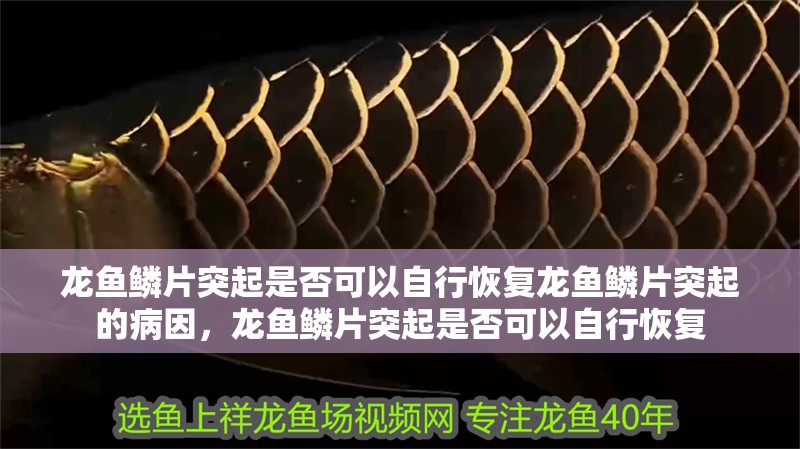 龍魚鱗片突起是否可以自行恢復(fù)龍魚鱗片突起的病因，龍魚鱗片突起是否可以自行恢復(fù) 龍魚鱗片突起是否可以自行恢復(fù)龍魚鱗片突起的病因，龍魚鱗片突起是否可以自行恢復(fù) 龍魚百科