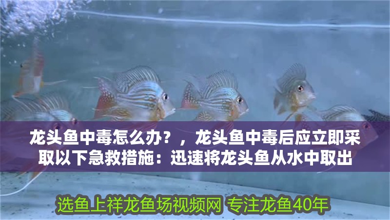 龍頭魚中毒怎么辦？，龍頭魚中毒后應立即采取以下急救措施：迅速將龍頭魚從水中取出