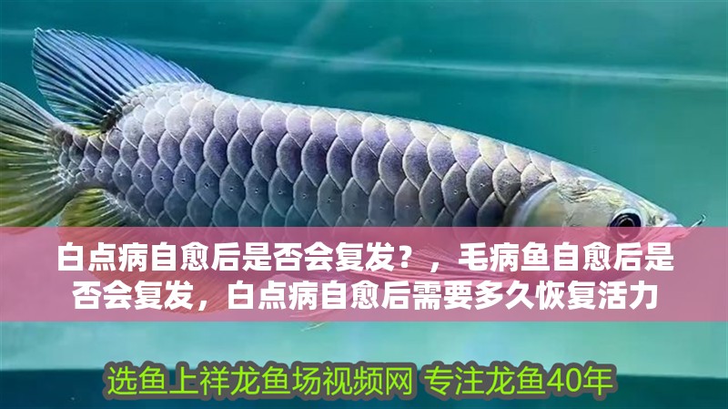 白點病自愈后是否會復(fù)發(fā)？，毛病魚自愈后是否會復(fù)發(fā)，白點病自愈后需要多久恢復(fù)活力