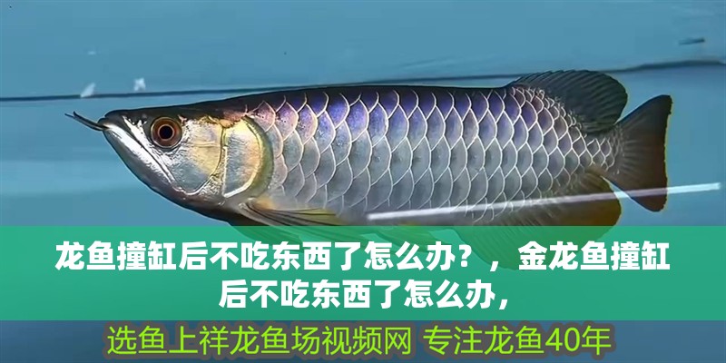 龍魚撞缸后不吃東西了怎么辦？，金龍魚撞缸后不吃東西了怎么辦，