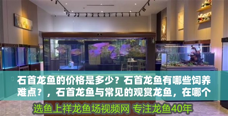 石首龍魚的價格是多少？石首龍魚有哪些飼養難點？，石首龍魚與常見的觀賞龍魚，在哪個國家或地區最常見