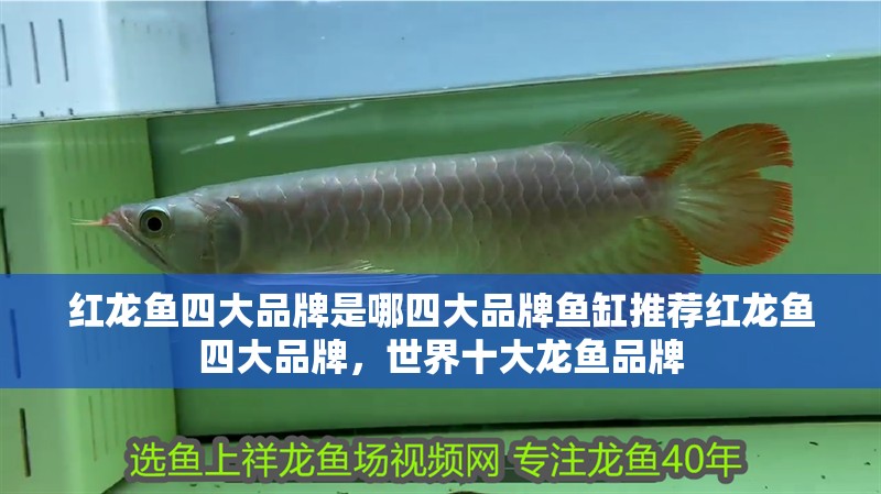 紅龍魚四大品牌是哪四大品牌魚缸推薦紅龍魚四大品牌，世界十大龍魚品牌