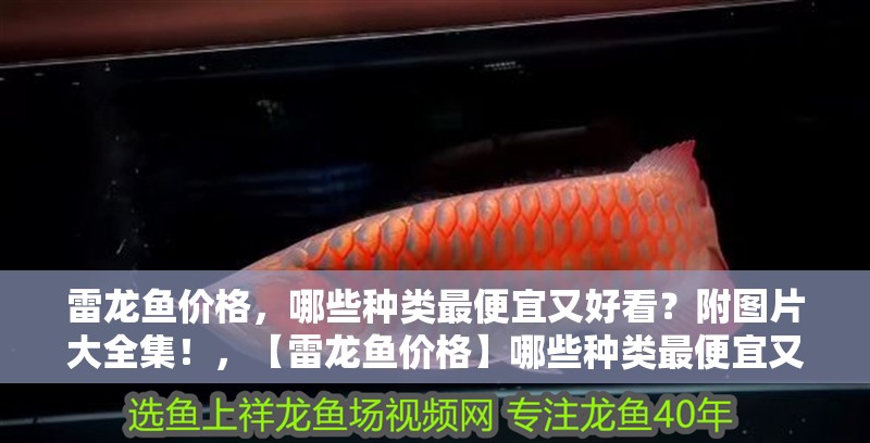 雷龍魚價格，哪些種類最便宜又好看？附圖片大全集！，【雷龍魚價格】哪些種類最便宜又好看？附圖片大全集！