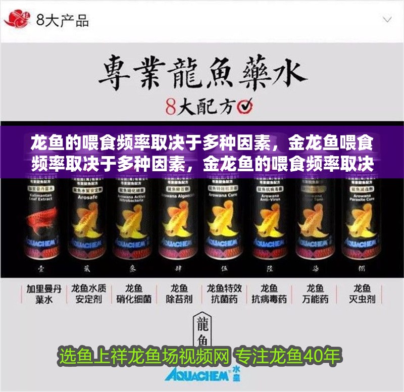 龍魚的喂食頻率取決于多種因素，金龍魚喂食頻率取決于多種因素，金龍魚的喂食頻率取決于多種因素，