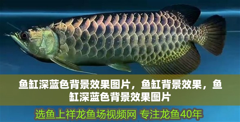 魚缸深藍色背景效果圖片，魚缸背景效果，魚缸深藍色背景效果圖片