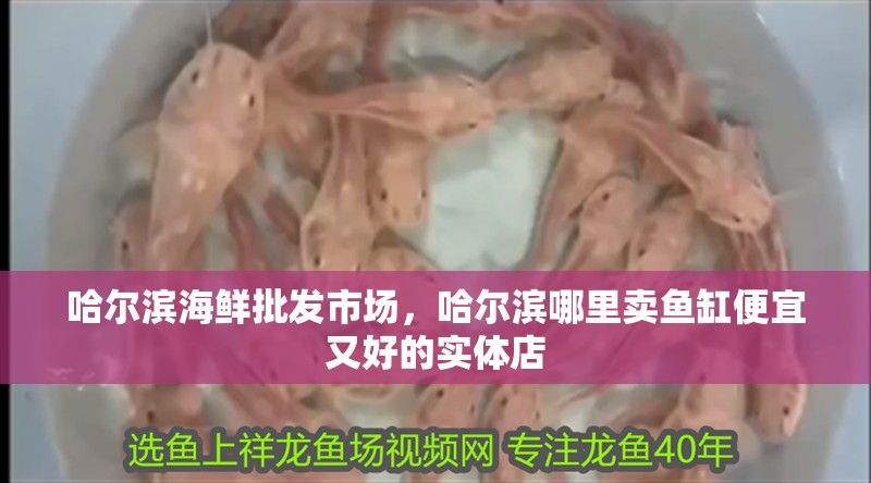 哈爾濱海鮮批發市場，哈爾濱哪里賣魚缸便宜又好的實體店