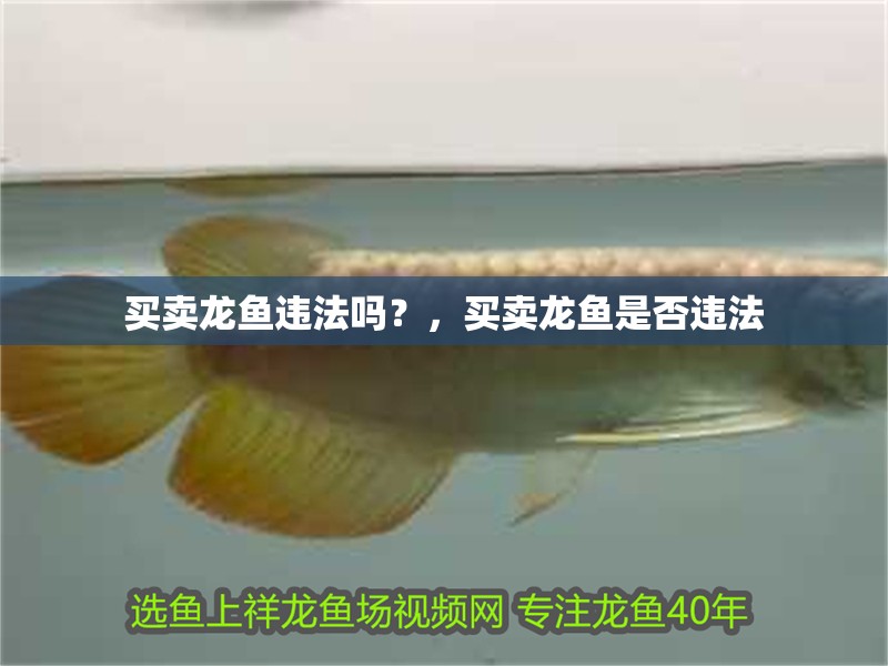 買賣龍魚違法嗎？，買賣龍魚是否違法
