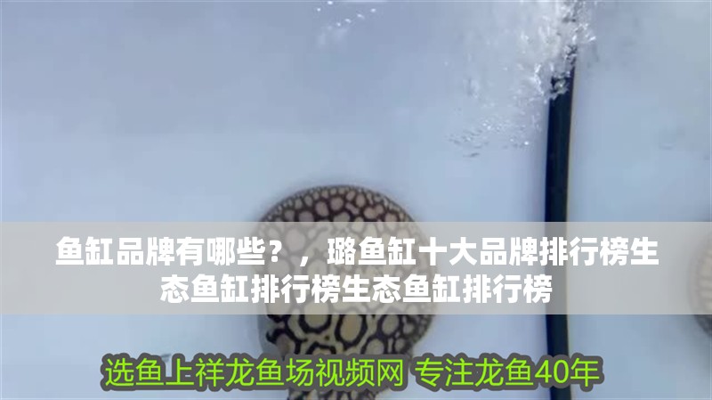 魚缸品牌有哪些？，璐魚缸十大品牌排行榜生態魚缸排行榜生態魚缸排行榜