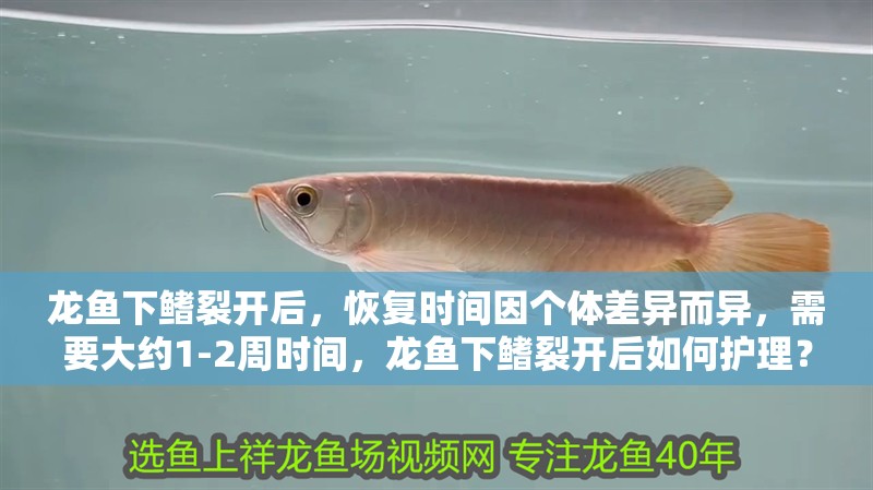龍魚下鰭裂開后，恢復時間因個體差異而異，需要大約1-2周時間，龍魚下鰭裂開后如何護理？