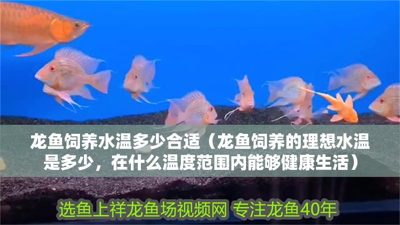 龍魚飼養(yǎng)水溫多少合適（龍魚飼養(yǎng)的理想水溫是多少，在什么溫度范圍內(nèi)能夠健康生活）