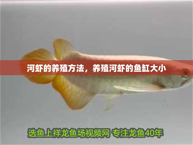 河蝦的養(yǎng)殖方法，養(yǎng)殖河蝦的魚缸大小