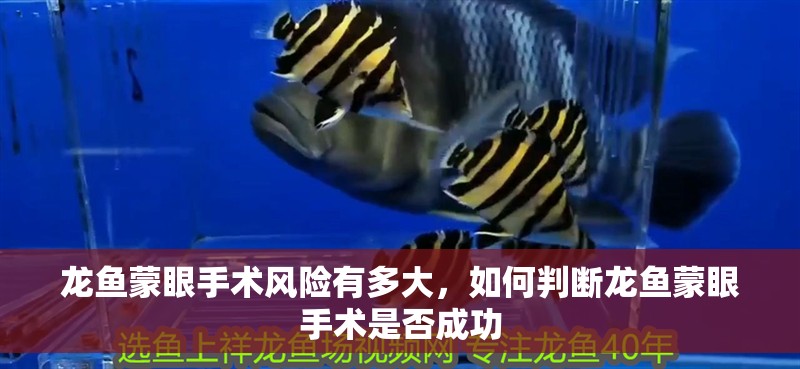 龍魚蒙眼手術風險有多大，如何判斷龍魚蒙眼手術是否成功