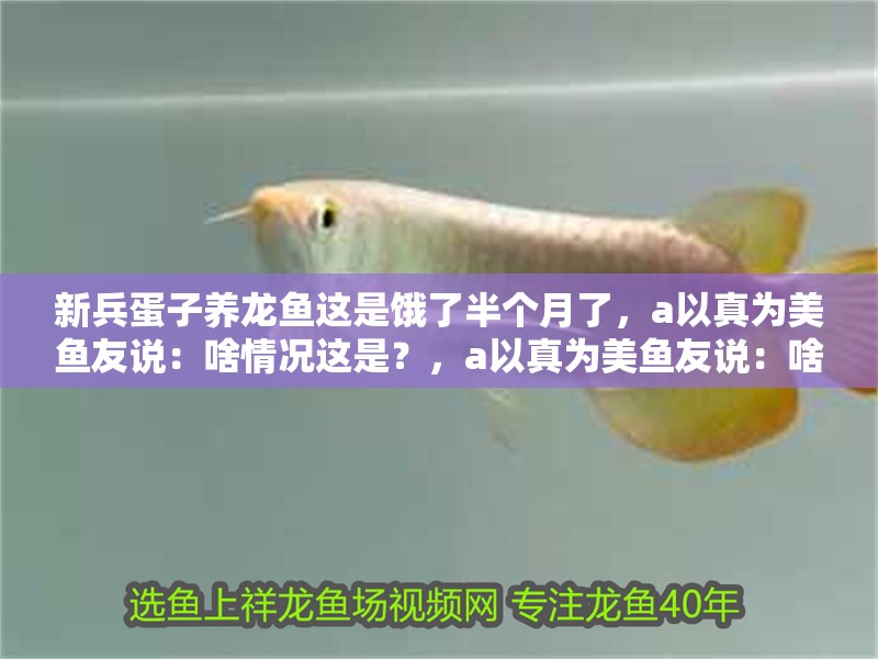新兵蛋子養龍魚這是餓了半個月了，a以真為美魚友說：啥情況這是？，a以真為美魚友說：啥情況這是？還在嗎