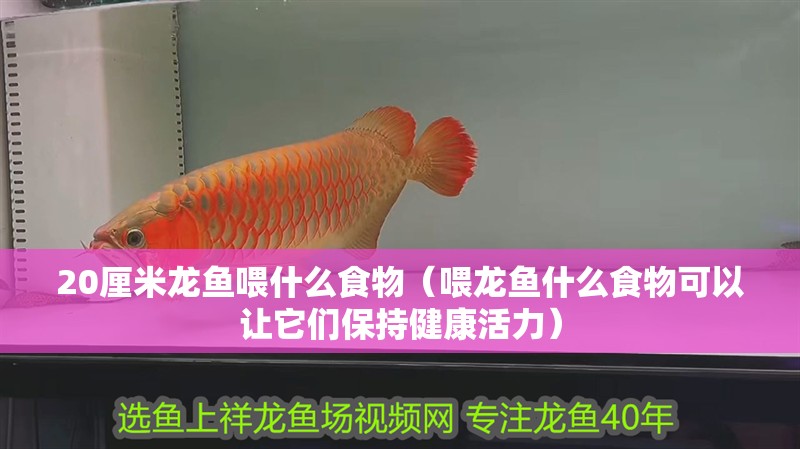 20厘米龍魚喂什么食物（喂龍魚什么食物可以讓它們保持健康活力）