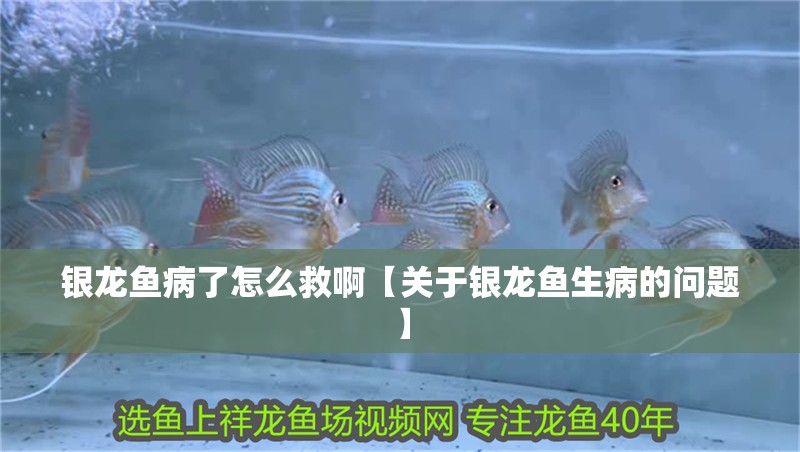 銀龍魚病了怎么救啊【關于銀龍魚生病的問題】
