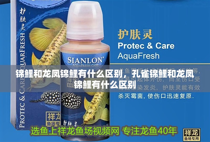 錦鯉和龍鳳錦鯉有什么區別，孔雀錦鯉和龍鳳錦鯉有什么區別