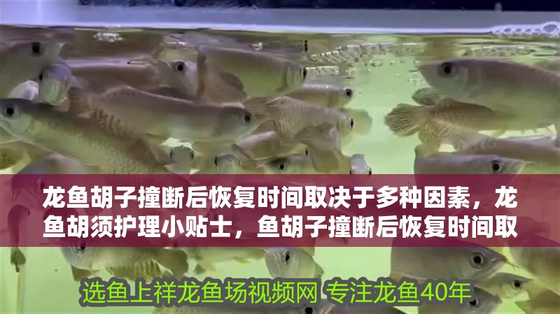 龍魚胡子撞斷后恢復時間取決于多種因素，龍魚胡須護理小貼士，魚胡子撞斷后恢復時間取決于多種因素，龍魚胡須護理小貼士