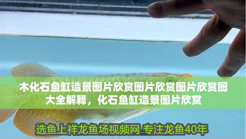 木化石魚缸造景圖片欣賞圖片欣賞圖片欣賞圖大全解釋，化石魚缸造景圖片欣賞