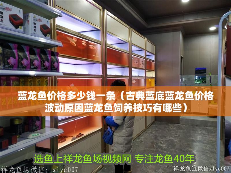 藍(lán)龍魚價(jià)格多少錢一條（古典藍(lán)底藍(lán)龍魚價(jià)格波動原因藍(lán)龍魚飼養(yǎng)技巧有哪些）
