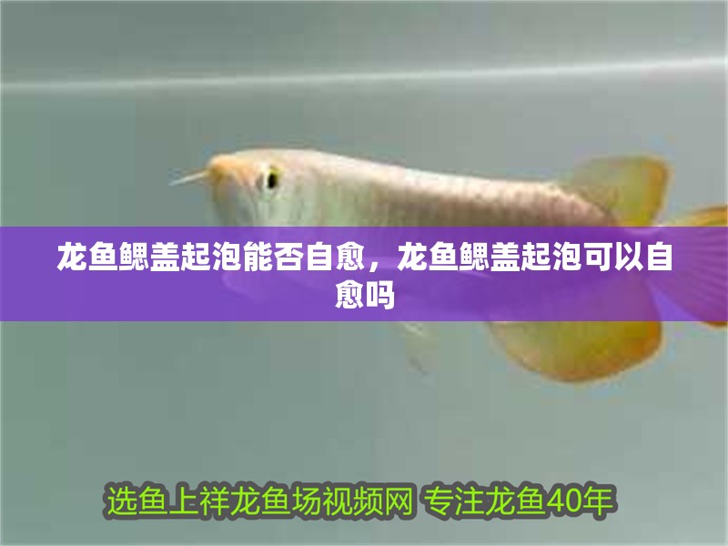 龍魚鰓蓋起泡能否自愈，龍魚鰓蓋起泡可以自愈嗎