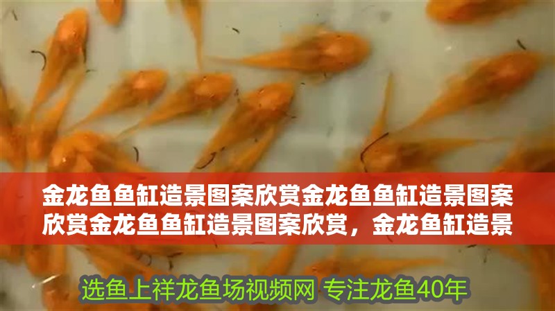 金龍魚魚缸造景圖案欣賞金龍魚魚缸造景圖案欣賞金龍魚魚缸造景圖案欣賞，金龍魚缸造景圖案欣賞