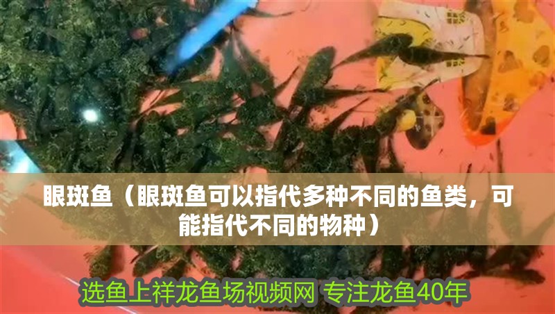 眼斑魚（眼斑魚可以指代多種不同的魚類，可能指代不同的物種）