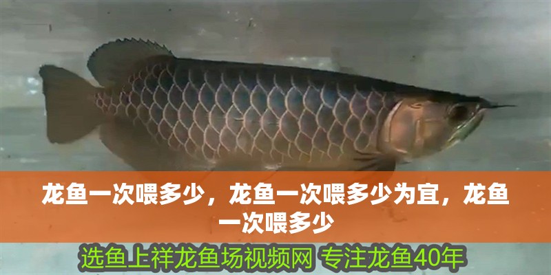 龍魚一次喂多少，龍魚一次喂多少為宜，龍魚一次喂多少