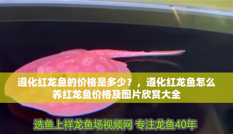 遵化紅龍魚的價格是多少？，遵化紅龍魚怎么養紅龍魚價格及圖片欣賞大全
