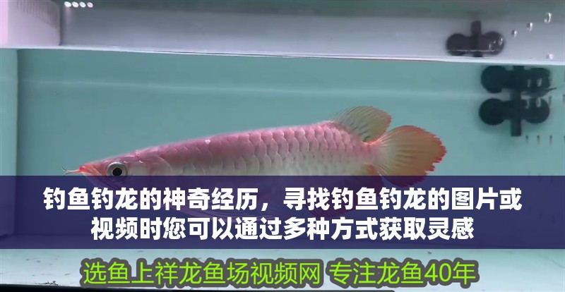 釣魚(yú)釣龍的神奇經(jīng)歷，尋找釣魚(yú)釣龍的圖片或視頻時(shí)您可以通過(guò)多種方式獲取靈感