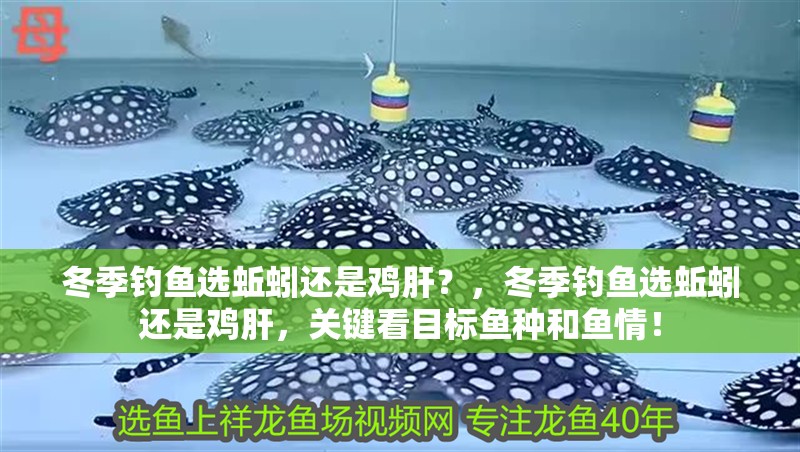 冬季釣魚選蚯蚓還是雞肝？，冬季釣魚選蚯蚓還是雞肝，關鍵看目標魚種和魚情！