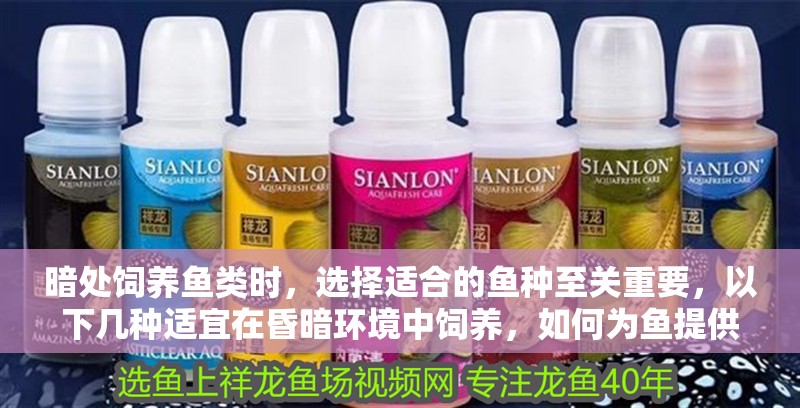 暗處飼養(yǎng)魚類時(shí)，選擇適合的魚種至關(guān)重要，以下幾種適宜在昏暗環(huán)境中飼養(yǎng)，如何為魚提供暗處環(huán)境？