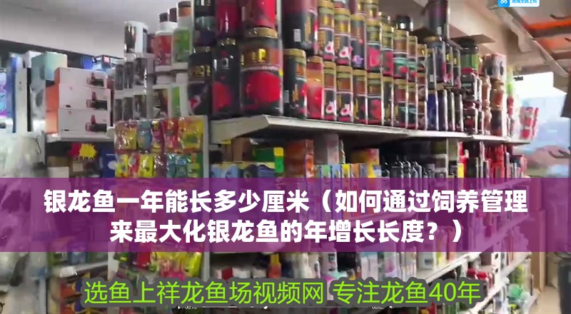 銀龍魚一年能長多少厘米（如何通過飼養(yǎng)管理來最大化銀龍魚的年增長長度？）